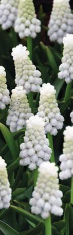 Anemone blanda 'White Splendour' (Frühlingsanemone)