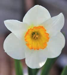 Narcissus jonquilla 'Pueblo'