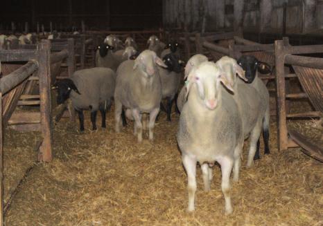 Aus dem Landesschaf- und Ziegenzuchtverband der zur Schlachtung, zurück zum Züchter oder verbleiben in der Prüfstation.