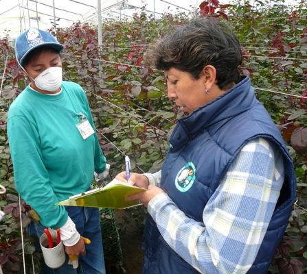 Der Internationale Verhaltenskodex für die sozial- und umweltverträgliche Schnittblumenproduktion (ICC) soll gewährleisten, dass Blumen unter sozial- und