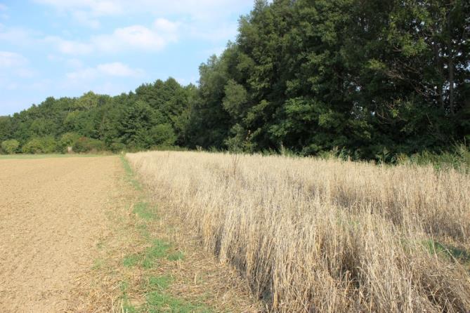 Maßnahmenumsetzung Weddebach (LK Wolfenbüttel) Maßnahmen Sicherung der bisherigen Ackerfläche für den Naturschutz Pacht eines
