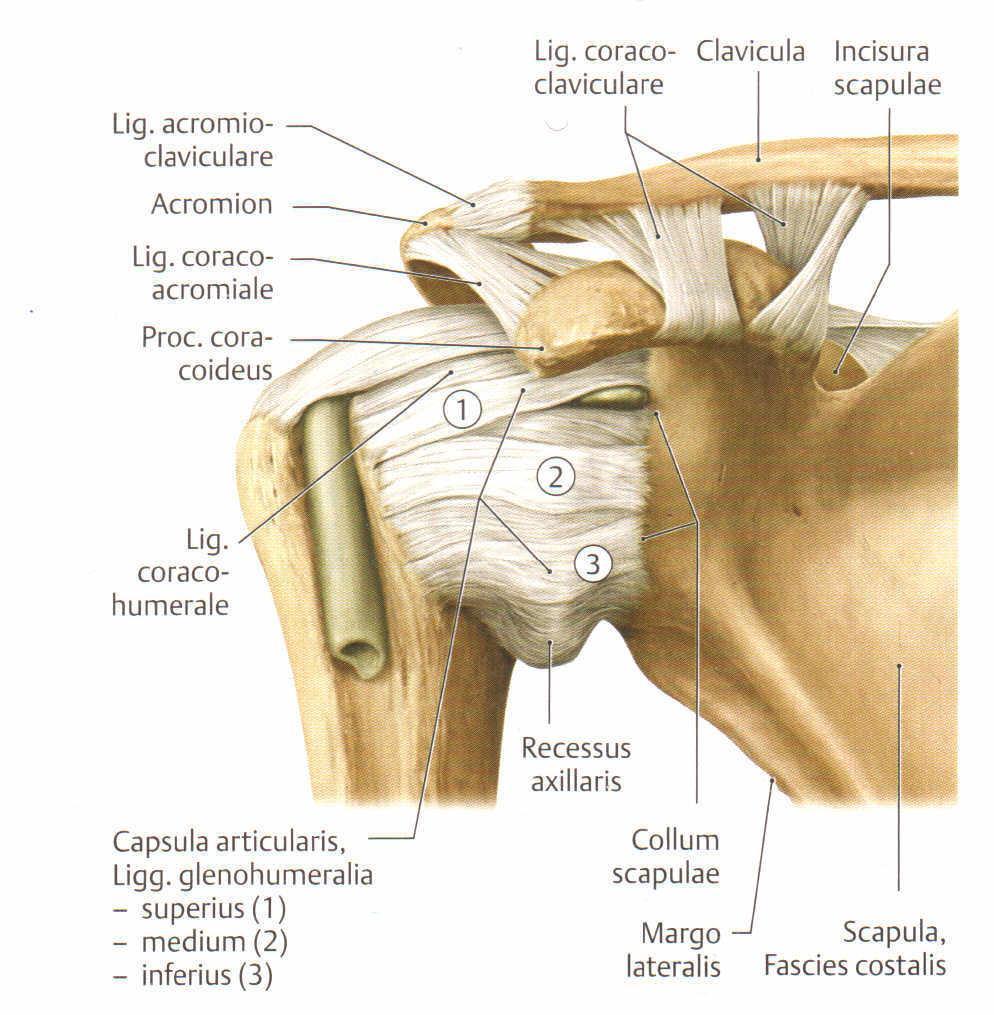 supraglenoidale, zieht über den Gelenkspalt und bildet eine Umschlagsfalte oberhalb der Facetten der Tubercula majus und minus, welche lateral-ventral am Caput humeri liegen, und zieht zurück an die