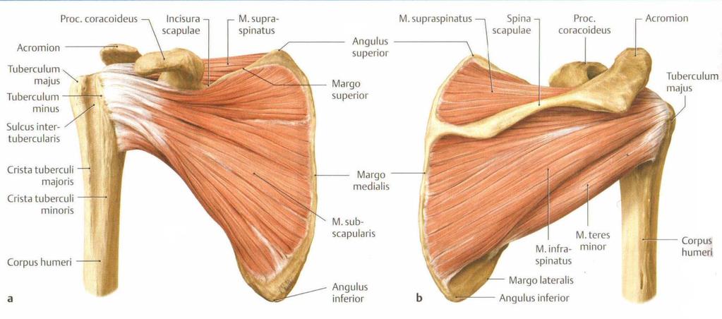Abbildung 2.5: Muskeln der Rotatorenmanschette [148] Zur oberflächlichen scapulohumeralen Muskulatur zählt der M. deltoideus, welcher der Hauptabduktor des Glenohumeral-Gelenkes ist.