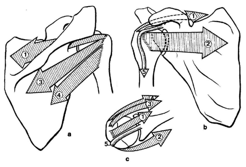 Abbildung 2.7: Die muskuläre Sicherung des Schultergelenkes 1. M. supraspinatus, 2. M. subscapularis, 3. M. infraspinatus, 4. M. teres minor, 5. Caput longum M.