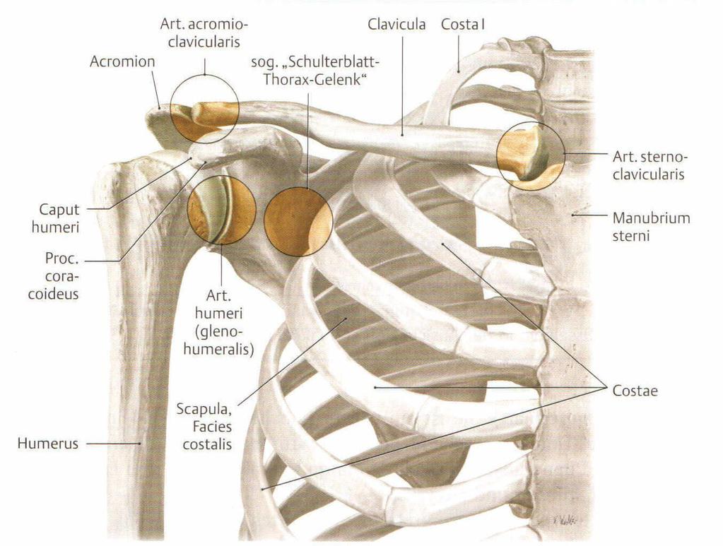2 Anatomie und Biomechanik des Schultergürtels 2.