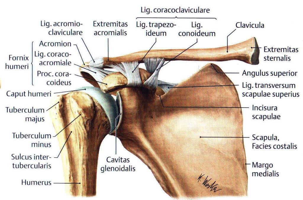 Das Glenohumeral-Gelenk ist das größte Gelenk der Schulter. Seine knöchernen Anteile sind das Caput humeri und die Cavitas glenoidalis am lateralen Rand der Scapula. Abbildung 2.