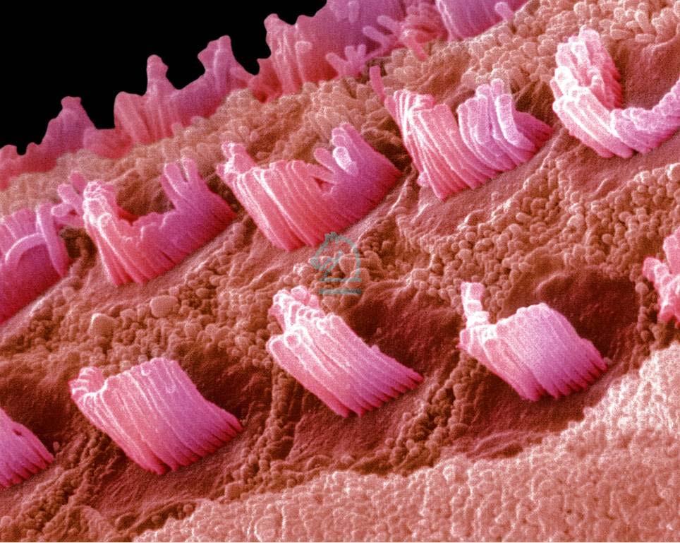 Haarzellen der Kochlea Die durch den Schall erzeugten Schwingungen der hier dargestellten 50-60 Flimmerhaare an der Spitze einer Haarzelle lösen ein elektrisches Signal aus.