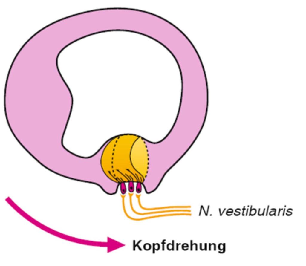 Drehbeschleunigungen Eine Kopfdrehung bewirkt eine Drehung der Bogengänge. Die Flüssigkeit der Bogengänge (Endolymphe) und die Cupula bleiben zurück.