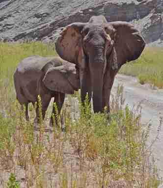 Otti und Steffi Reitz waren schon öfters im Houanib unterwegs. Diesmal attackierte ein Elefant ihr Auto.