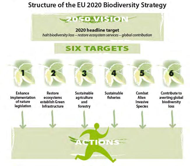Structure of the EU 2020 Biodiversity Strategy Restaurierung der Ökosystemdienstleistungen