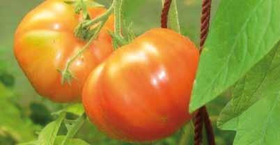 Die Tomate Charbonneuse ist für Salate und zum Kochen gleichermaßen gut geeignet und ideal für Soßen und Tomaten mit Mozzarella und Basilikum.