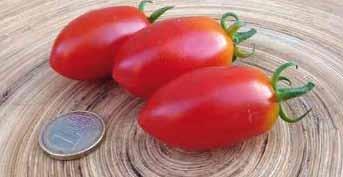 Sie verdient es alleine durch ihren guten, in unseren Breiten angebaut zu werden. Die Datteltomate aus Bozen hat rote, ovale Früchte, würzig süß und knackig. Ihre Wuchshöhe beträgt ca. 220 cm.