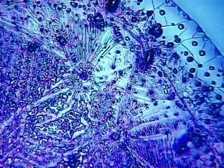 Auswertungen Trinkwasser - mit Tachyonen Probe nachher * Bild A1N (40x) In Bild A1N ist eine regelmässige Kristallisation zu beobachten, die sich über das gesamte Bild ausbreitet.