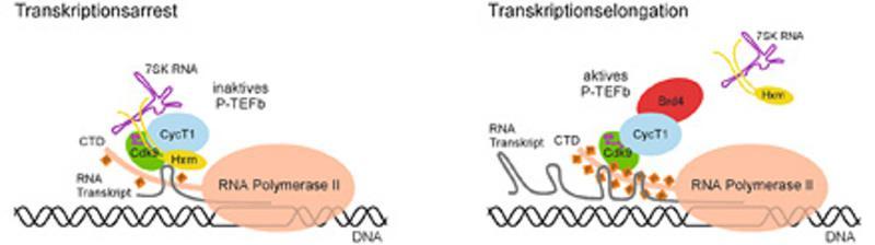an Position 2 der Heptadsequenzen hyper-phosphoryliert, was zur Dissoziation der negativen Regulationsfaktoren von der RNA-Polymerase II führt.