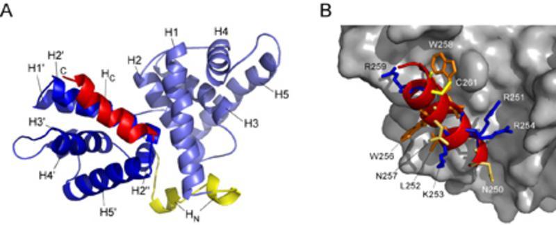 (Abb. 3). Die Konformation der angrenzenden N- und C-terminalen Helices (H N und H C ) zeigt jedoch Besonderheiten, die spezifisch für Cyclin T1 sind.