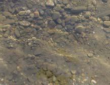 Gewässerorganismen der Sohle (Larven, Fischlaich, ) haben wenig Überlebenschancen.