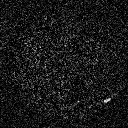23 A, welche eine Minute nach der Mikroinjektion aufgenommen wurden. Das linke Bild zeigt die Fluoreszenz von mab414-ato655 und lässt eine Markierung der Zellkernmembran, das sog.