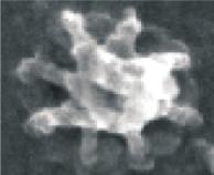 Eingebettet in die Membran (hier von der cytoplasmatischen Seite zu sehen) befinden sich zahlreiche Kernporenkomplexe, die mit hochauflösender Rasterelektronenmikroskopie abgebildet wurden [Kiseleva