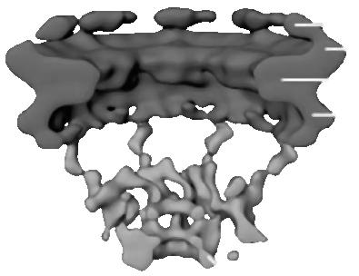 B Rasterelektronenmikroskopische Aufnahme eines Kernporenkomplexes von der cytoplasmatischen Seite (oben) und von der nucleoplasmatischen Seite (unten) gesehen [Kiseleva et al., 2000].