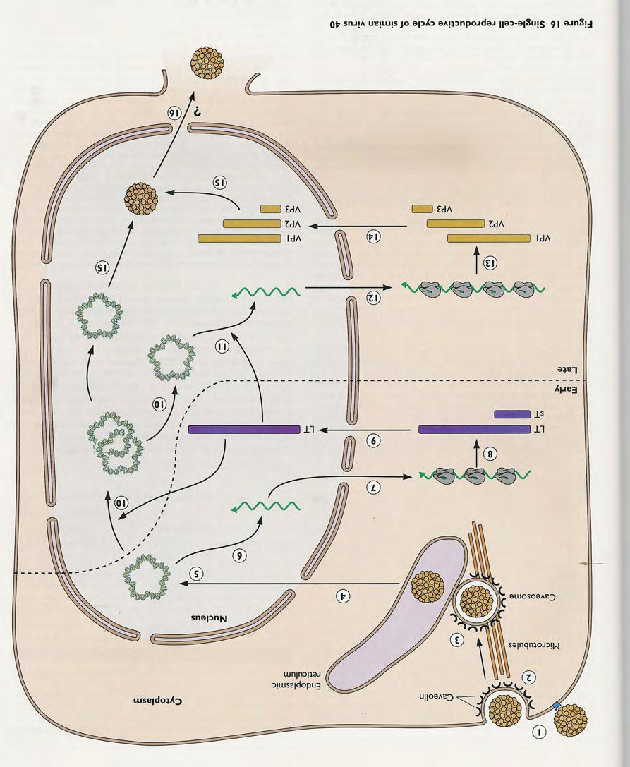 Replikationszyklus Replikationszyklus Polyomaviren Principles of Virology, 2004.
