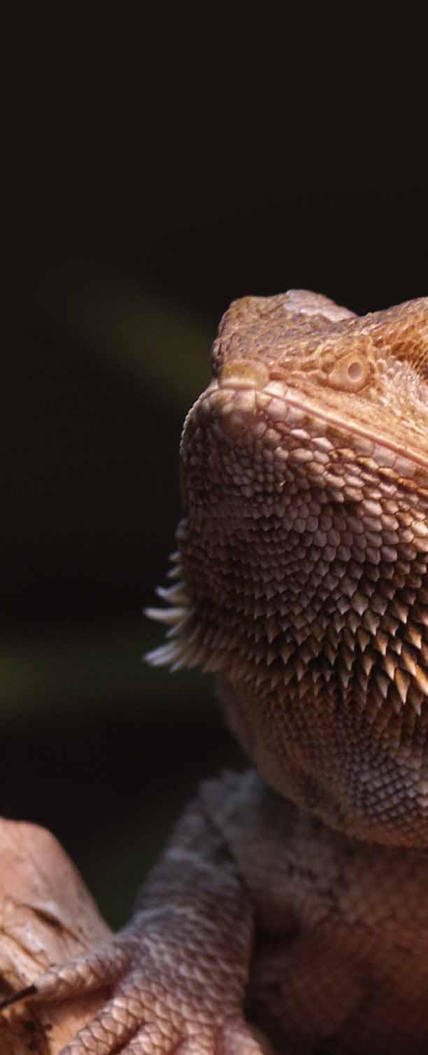 In seiner natürlichen Umgebung ist ein Reptil dem direkten Licht der Sonne ausgesetzt, die neben dem sichtbaren Licht auch Strahlen im ultravioletten Spektrum (UV-Strahlen) enthält.