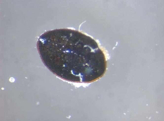 Abb. 1: Puparium von Aleurotrachelus atratus