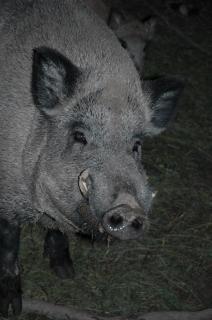 Wildschweine Material und Methoden Probenentnahme durch jagende