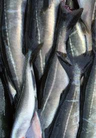 VI Globale Fragen Beitrag 20 Fischfang im