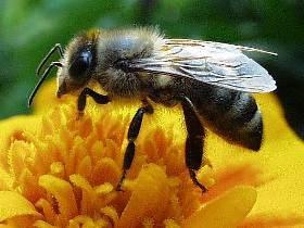 3.1 Namensgebung Honigbiene stand Pate abgeleitet vom zick-zack-förmigen Tanz der Biene übermittelt so Informationen an ihre Artgenossen im Englischen als ZigBee Principle bezeichnet nicht immer sind