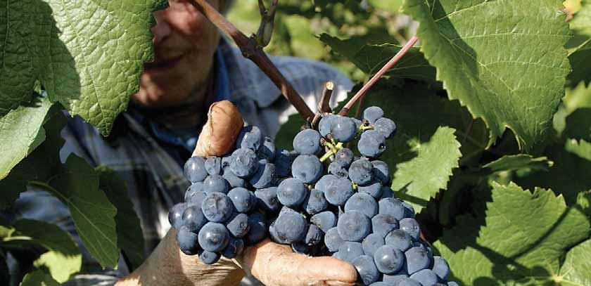Die erlesenen Bötzinger Weine, insbesondere die Burgundersorten, werden durch den fruchtbaren, mineralhaltigen Lössboden