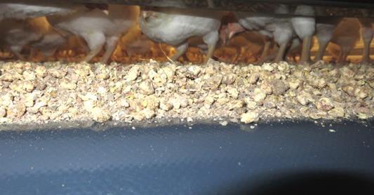 Erster Granulat Wechsel nach vier Wochen Das Maisspindel Granulat liegt über dem pulverisierten Kot.