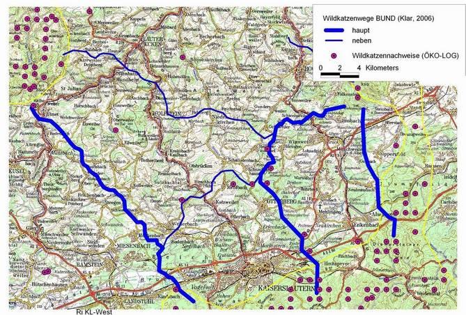 Das Projekt im Raum Kaiserslautern Ziel: Sicherung und Verbesserung der Wildtierkorridore Für die Wildkatze wurden drei wichtige Korridore ermittelt, die den Pfälzerwald nach Norden mit dem Hunsrück