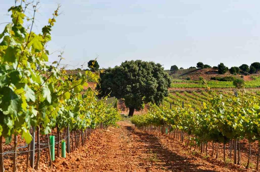 DIE LAGEN Ideale Lage zwischen der Hochebene Spaniens und dem Mittelmeer Die Weinberge die zum Anwesen Finca El Carril gehören sind auf einzigartigem Land in der Region Kastilien, zwischen der