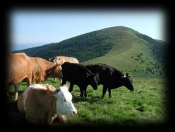 Gipfelsturm auf den Lärchkogel ÜL: Bernd Tauderer Termin: Samstag, 28.09. Uhrzeit: 09.