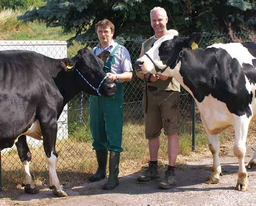 000-Liter-Kuh innerhalb ihrer Kuhfamilie im Betrieb. Alle drei 100.000-Liter-Kühe dieser Kuhfamilie nahmen auch erfolgreich an Tierschauen teil.