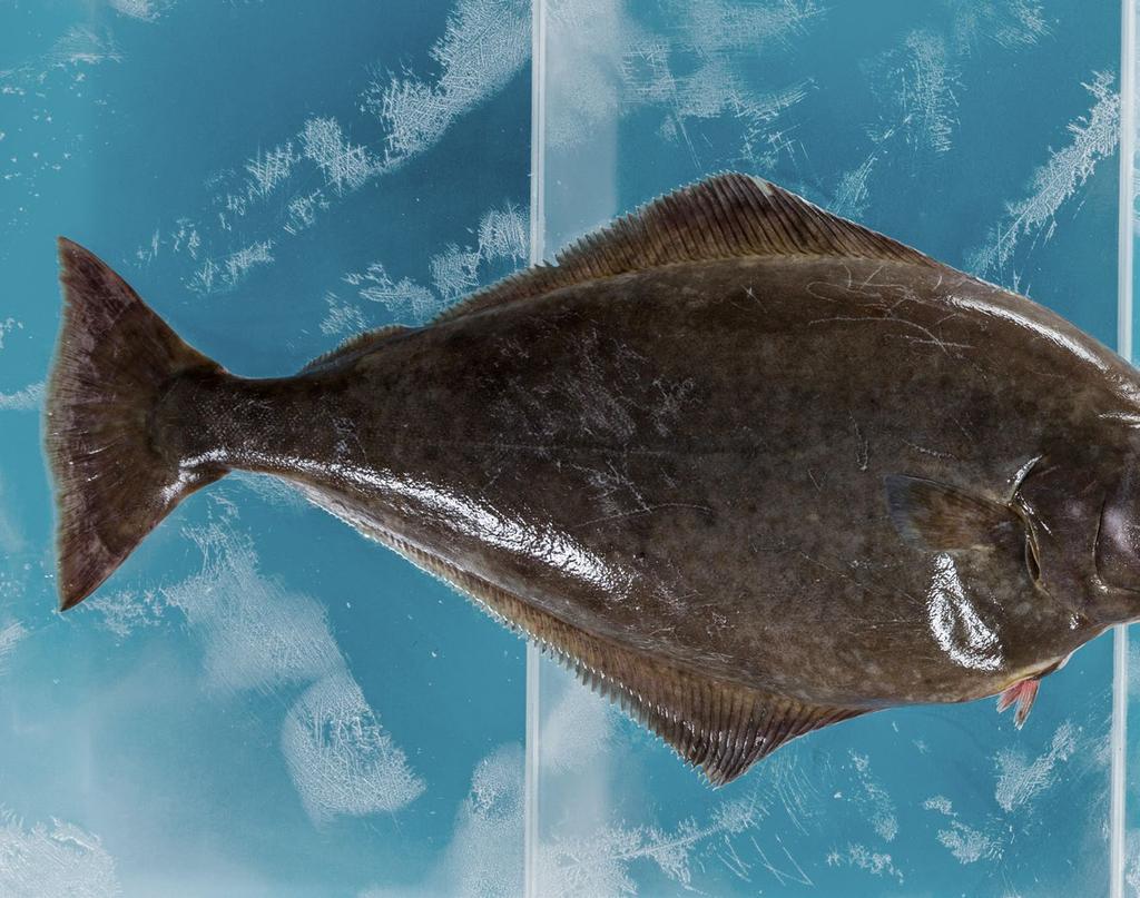 Scholle mit Kopf, 400 g, Wildfang Schollen gehören, wie der Heilbutt, der Familie der Plattfische an. Sie bevorzugen salzreiches und kühles Wasser.