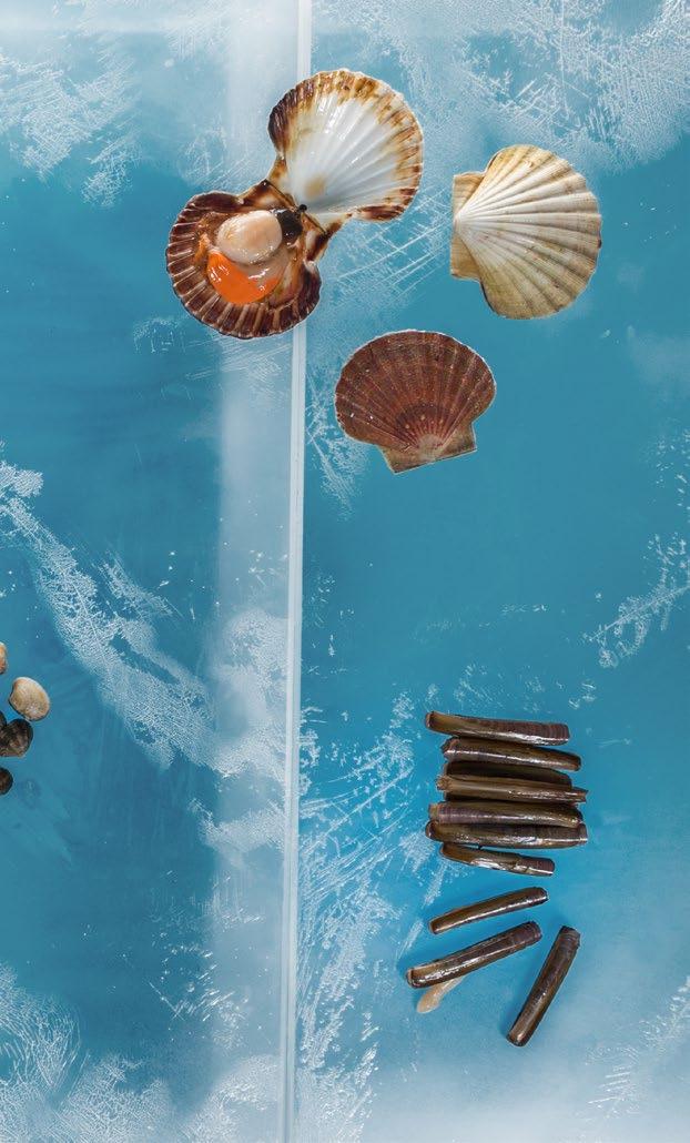 Jakobsmuscheln in der Schale Die Jakobsmuschel ist rund um den Globus in verschiedensten Meeren zu Hause. Die Schalen dürfen auch bei frischen Muscheln leicht geöffnet sein.