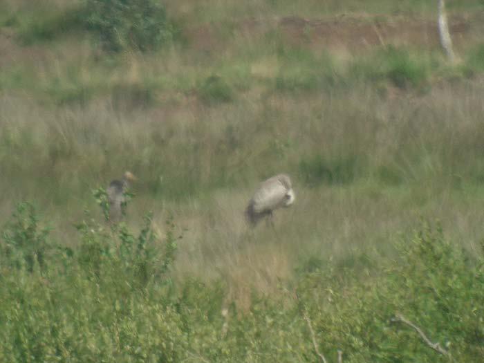 Foto 4: Adulter Kranich mit Jungvogel (aus 500 m Entfernung), NSG