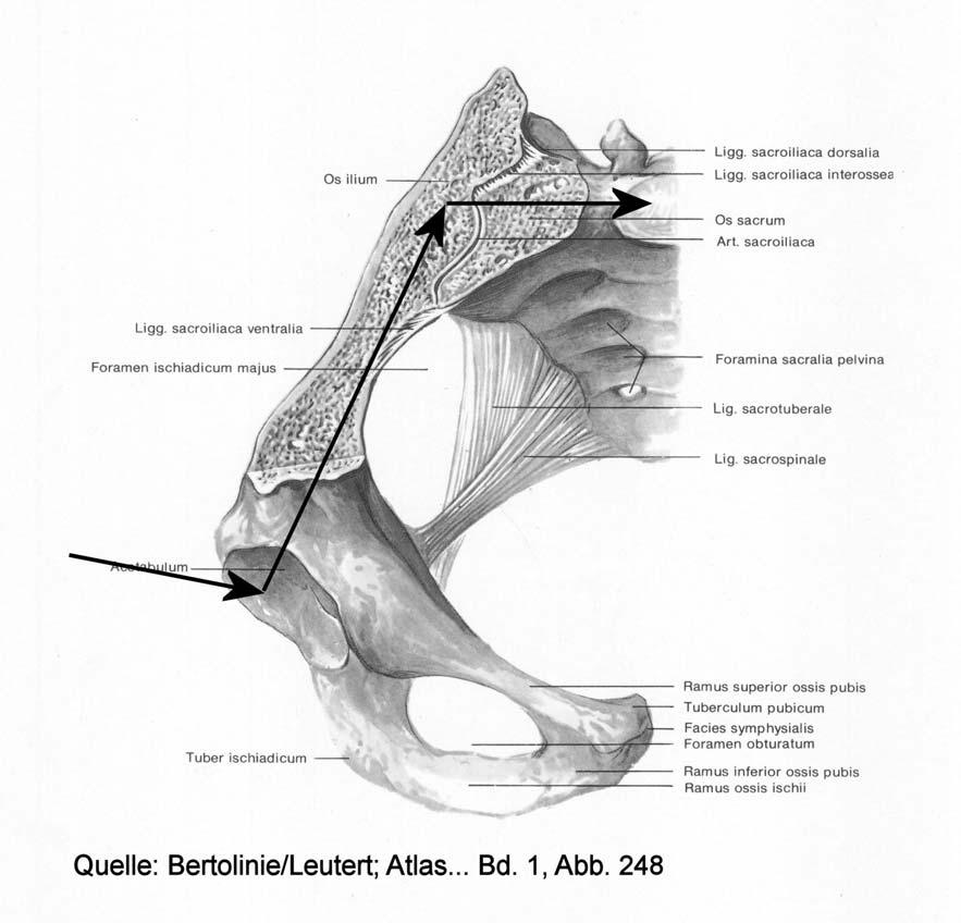 Rechtes Darmbein/Kreuzbeingelenk horizontal durchsägt, Ansicht von oben. Der Schenkelhals leitet die Kraft in den Beckenring ein, wobei er leicht nach ventral drückt (Antetorsion mit 13-15 o ).