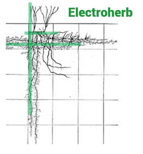 Mögliche Alternativen Electroherb 1. Wirkt in Spross und Wurzeln 2. Fast pflanzenunabhängig, keine Resistenz 3. Kaum abhängig von Wetter, Uhrzeit, Temp. 4.