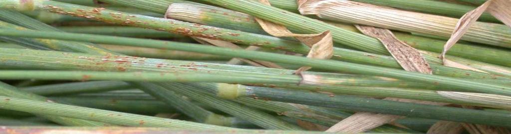 (Name) Biologie: Überwintert in Form von Wintersporen Zwischenwirt Berberitze stärkeres