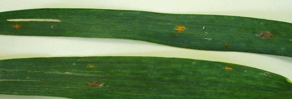 Haferkronenrost (Puccinia coronata) Symptome: vor Rispenschieben auf Blättern und