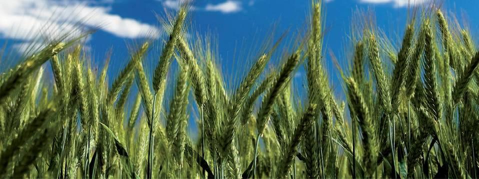 Sortenwahl für ökologische Getreideproduktion Sorten ohne Sortenschutz, kleine Betriebe (< 20 Hektar)
