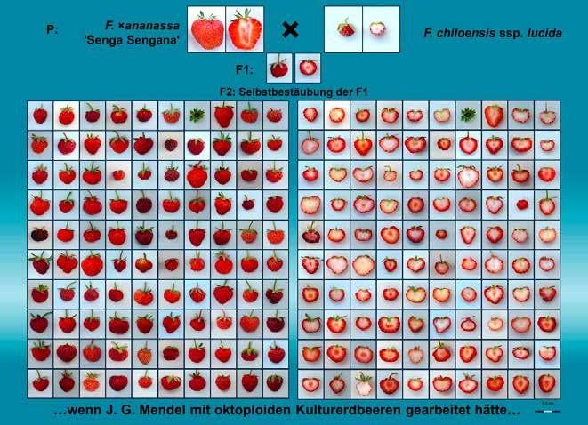 MENDEL ARBEITSBLATT 2 Wo ist die perfekte Erdbeere? Die Zellen dieser Kulturerdbeeren enthalten 8 Chromosomensätze, al so 8 Allele eines Gens.