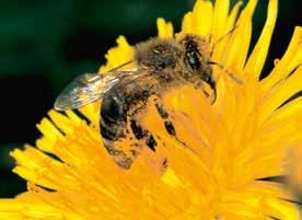 Der Baustein erklärt, wie Bienen Honig erzeugen, die Imker ihn ernten und was das goldene Lebensmittel so wertvoll macht.