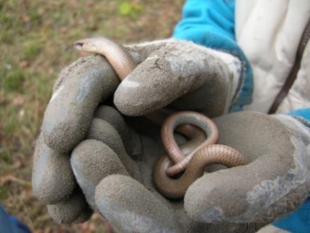 Anpacken für die Natur Kurzeinsatz für die Natur Aktiv für die Natur etwas tun ist ein Bedürfnis der Jugendlichen und steht bei diesen Angeboten im Zentrum.