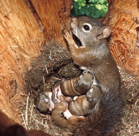 Meist hält sich das Eichhörnchen in den Baumkronen auf.