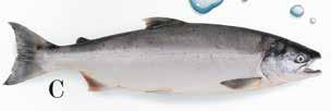 Sardinen Fangmethoden: Ringwaden und Angeln Fanggebiete: Küstengebiete Portugals und Marokkos Die Sardinen sind lange und dünne Fische, reich an Omega-3-Fettsäuren und mit einem kräftigem Geschmack.