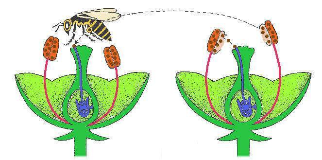Bestäubung insektenblütiger Pflanzen durch die Honigbiene Blütenstaub einer fremden Blüte der