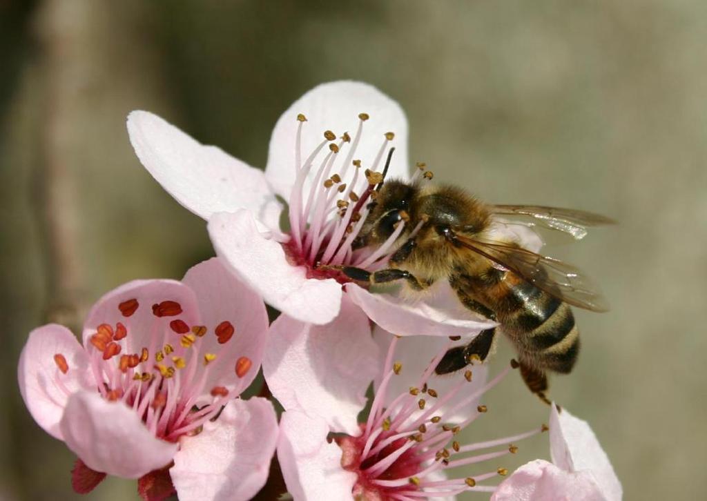 Bestäubung durch die Honigbiene Mehrerträge in landwirtschaftlichen Kulturen Bei der Anwesenheit von Bienenvölkern im Umkreis vom 500m Bsp.: Raps ca.